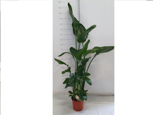 White Bird of Paradise (Strelitzia nicolai) – 27cm Pot