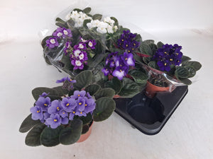Mixed Saintpaulia African Violet – 12cm Pot