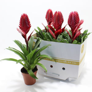 Red Vriesea Bromeliad (Vriesea) – 12cm Pot