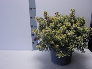 Variegated Hebe Shrub – 29cm Pot, 45cm High