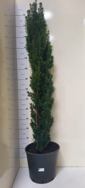 Fastigiata Robusta Yew (Taxus baccata) – 31cm Pot, 160cm