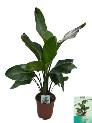 White Bird of Paradise (Strelitzia nicolai) – 24cm Pot