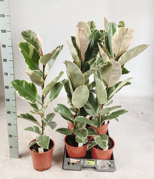 Ficus Elastica ‘Tineke’ Rubber Plant – 19cm Pot