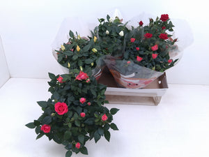 Mixed Rose Houseplant – Rosa, 20cm Pot