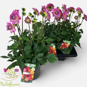 Dahlia ‘D Max Salinas’ – 19cm Pot, 50cm Height