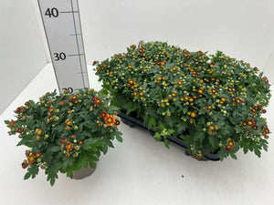 Pink Chrysanthemum ‘Sosi’ – 13cm Pot