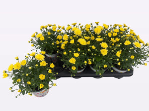 Yellow Chrysanthemum ‘Ditto Lemon’ – 12cm Pot