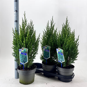 Juniperus chinensis 'Stricta' – 19cm Pot, 70cm Tall