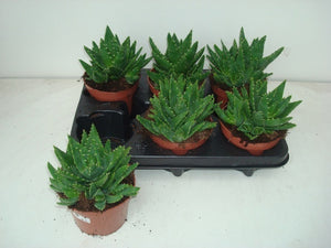 Aloe Perfoliata – 12cm Pot, 18cm High