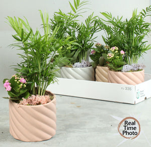 Mixed Indoor Plant Arrangement – 14cm Ceramic Pot