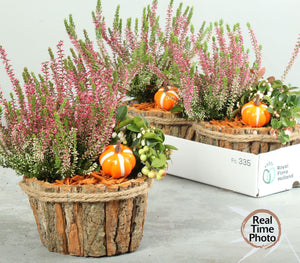 Oval Wooden Plant Arrangement – 17cm Pot