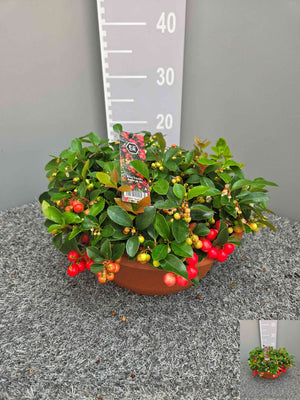 Big Berry Gaultheria Wintergreen – 30cm Pot