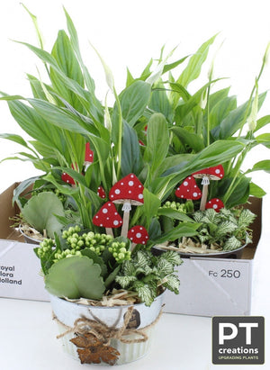 Indoor Plant Arrangement in Zinc Pot – 15cm