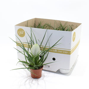 White Tillandsia Cyanea ‘Biancini’ – 9cm Pot