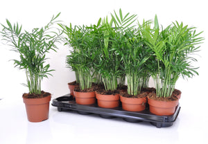 Parlour Palm (Chamaedorea elegans) – 12cm Pot