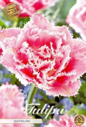 Tulipa ‘Fringed Double Queensland’ Flower Bulbs – 7 Bulbs