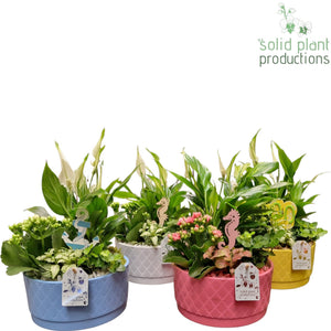 Opm Sp Summer Mix Arrangement – 18cm Ceramic Pot