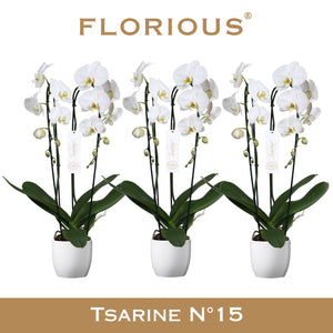 White Phalaenopsis Orchid – 15cm Ceramic Pot
