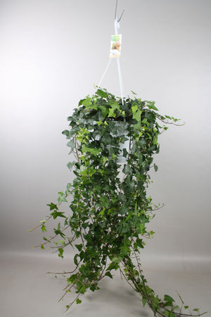 English Ivy (Hedera helix) – 24cm Pot
