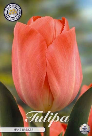 Tulipa ‘Hans Brinker’ Darwin Hybrid Tulip Bulbs