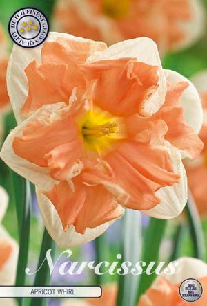 Narcissus ‘Cassata’ Daffodil Bulbs – 5 Bulbs