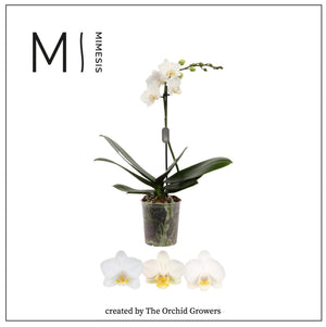 White Phalaenopsis Orchid – 9cm Pot