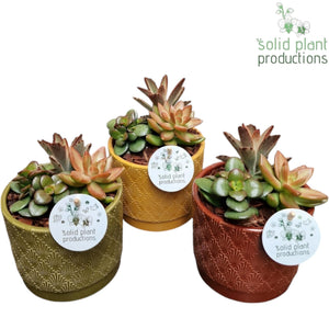 Mixed Succulent Arrangement – 12cm Ceramic Pot