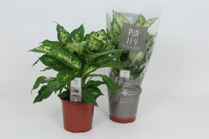 Dieffenbachia Compacta – 17cm Pot, Approx. 50cm High