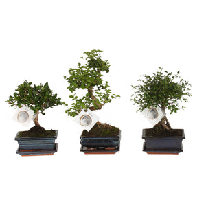 Indoor Bonsai Tree – 15cm Ceramic Pot