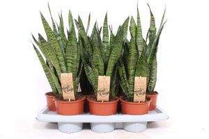 Sansevieria Zeylanica Snake Plant – 14cm Pot