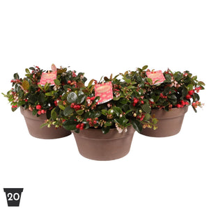 Big Berry Gaultheria – 20cm Terracotta Pot