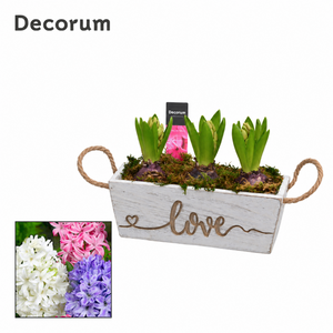 Claire Hoya Arrangement – 21cm Wooden Planter