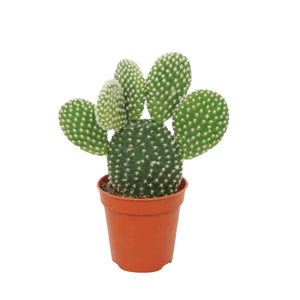 Polka Dot Cactus (Opuntia microdasys albispina) – 5.5cm Pot