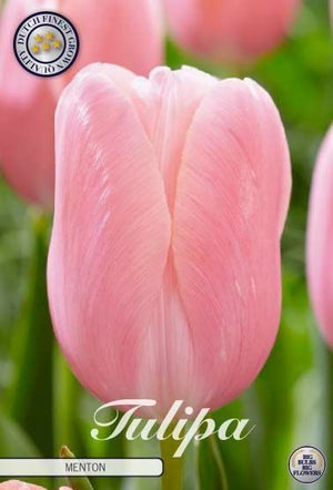 Menton Single Late Tulip Bulb Collection – 7 Bulbs
