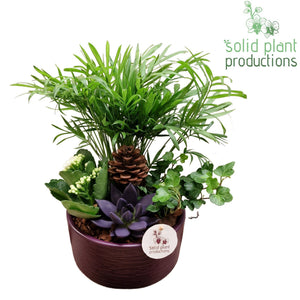 Purple Echeveria Arrangement – 18cm Ceramic Pot
