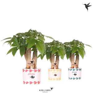 Pachira Aquatica Money Tree – 6cm Pot