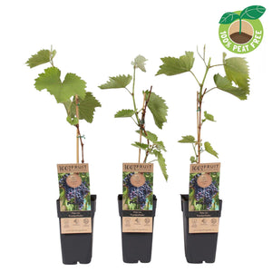 Frankenthaler Grape Vine (Vitis vinifera) – 15cm Pot