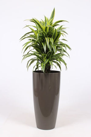 Lemon Lime Corn Plant (Dracaena fragrans) – 33cm Pot