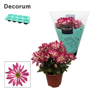 Chrysanthemum ‘Chrysanne Margarita Bicolor’ – 13cm Pot