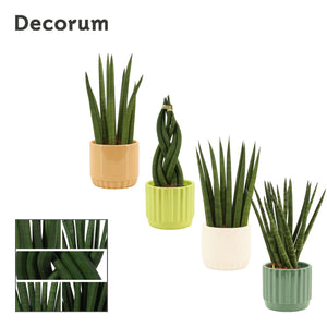Cylindrical Snake Plant (Sansevieria cylindrica) – 9cm Pot