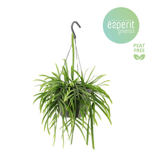 Lepismium bolivianum Houseplant – 17cm Pot