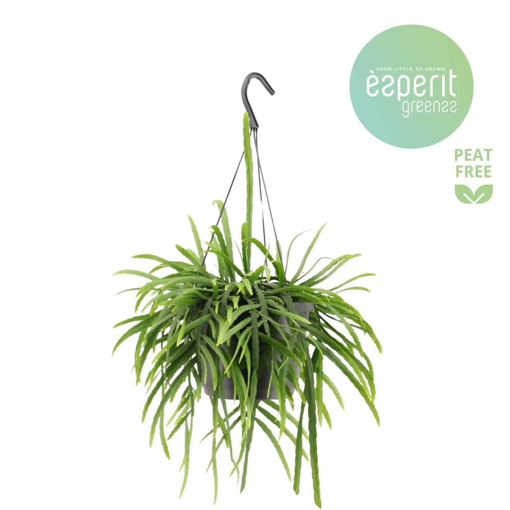 Bolivian Lepismium Cactus (Lepismium bolivianum) – 17cm Pot