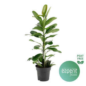 Ficus ‘Mi Smile’ – 17cm Pot, Approx. 70cm High