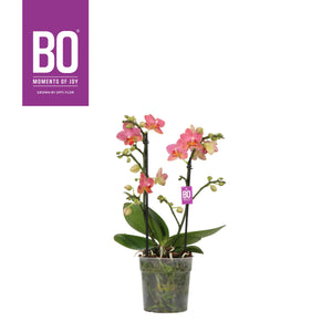 Orange Phalaenopsis Orchid – 12cm Pot