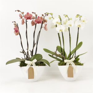 Mixed Phalaenopsis Orchid Arrangement – 22cm Pot
