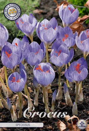 Crocus speciosus Spring Flower Bulbs – Pack of 15