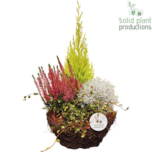 Salim Medium Decorative Plant Arrangement – 26cm Pot