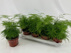 Asparagus Fern ‘Plumosus’ – 13cm Pot
