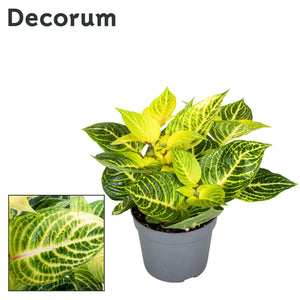 Rich Gold Star Iresine – 13cm Pot