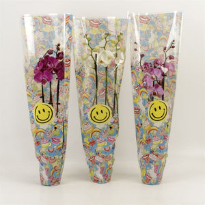 Mixed Phalaenopsis Orchid – 3 Stem, 12cm Pot